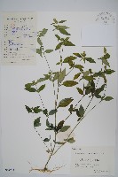 爵床、六角英藏品圖，第1張