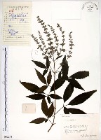 黃荊藏品圖，第1張