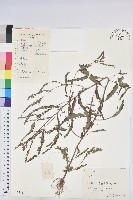 葉下珠、珠仔草藏品圖，第1張