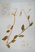 青葙藏品圖，第1張