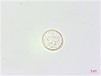 野苧麻藏品圖，第1張