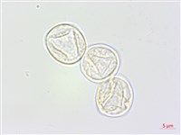 野苧麻藏品圖，第3張