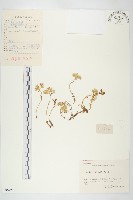 廬山景天藏品圖，第1張