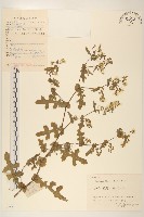 深裂苦藚菜藏品圖，第1張