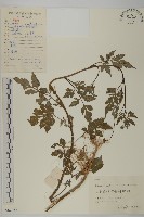 登錄號:S062282藏品圖，第1張