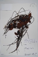 登錄號:S062285藏品圖，第1張