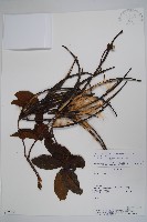 登錄號:S062286藏品圖，第1張