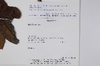 登錄號:S062286藏品圖，第2張