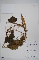 登錄號:S062289藏品圖，第1張