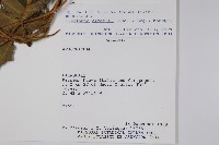 登錄號:S062289藏品圖，第2張