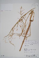 登錄號:S062290藏品圖，第1張