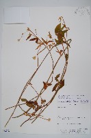 登錄號:S062292藏品圖，第1張