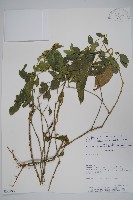 登錄號:S062293藏品圖，第1張