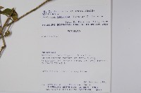 登錄號:S062293藏品圖，第2張