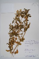 登錄號:S062294藏品圖，第1張