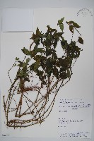 登錄號:S062295藏品圖，第1張