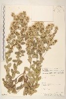 登錄號:S062297藏品圖，第1張