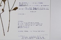 登錄號:S062303藏品圖，第2張