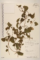 小花蔓澤蘭藏品圖，第1張