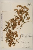 蔓澤蘭藏品圖，第1張