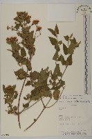 登錄號:S062306藏品圖，第1張