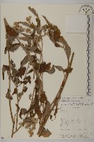 登錄號:S062307藏品圖，第1張