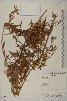 登錄號:S062309藏品圖，第1張