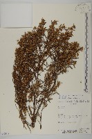 登錄號:S062310藏品圖，第1張