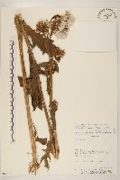 饑荒草藏品圖，第1張