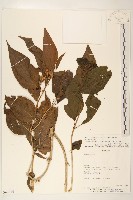 登錄號:S062314藏品圖，第1張