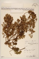 登錄號:S062316藏品圖，第1張