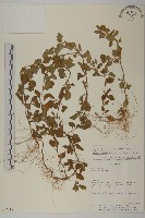 刺苞果藏品圖，第1張