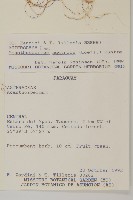 刺苞果藏品圖，第2張