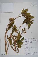 登錄號:S062318藏品圖，第1張