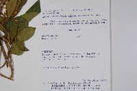 登錄號:S062318藏品圖，第2張