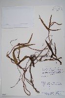 登錄號:S062319藏品圖，第1張