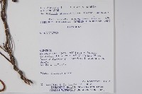 登錄號:S062319藏品圖，第2張