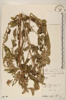 登錄號:S062320藏品圖，第1張