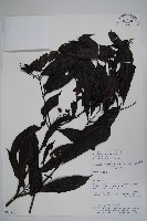 登錄號:S062331藏品圖，第1張