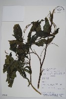 登錄號:S062332藏品圖，第1張