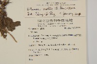 柔毛艾納香藏品圖，第5張