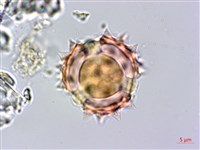 柔毛艾納香藏品圖，第2張