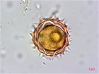 柔毛艾納香藏品圖，第3張