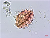 柔毛艾納香藏品圖，第4張