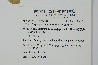 細梗絡石藏品圖，第5張