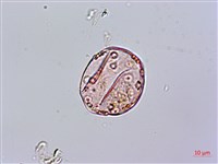 細梗絡石藏品圖，第2張