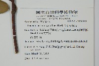 細梗絡石藏品圖，第2張