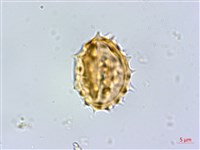 小舌菊、蔓綿菜藏品圖，第3張