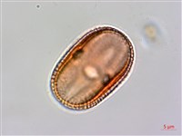 臺灣鱗球花藏品圖，第2張