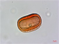 臺灣鱗球花藏品圖，第3張